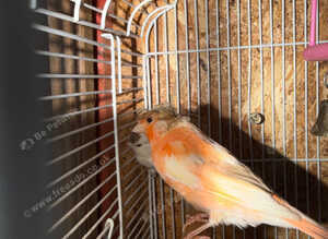 two 2026 Canary for sale