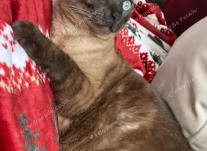 Bengal female
