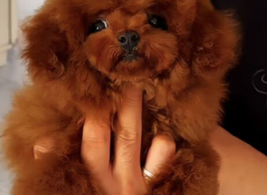 Teacup asian toy poodle stud