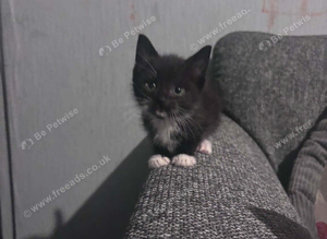Mixed breed kitten