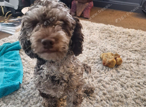 Cockerpoo girl