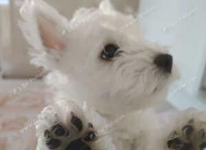 West highland terrier puppies boy