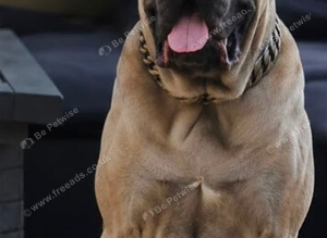 FORCE PRIDE FORMENTINO STUD