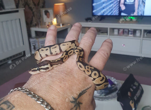 Baby royal python