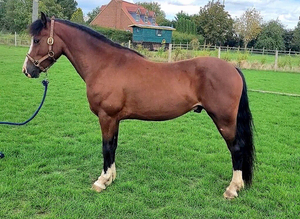 Registered Section C gelding