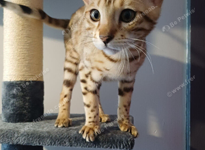 Urgent rehome