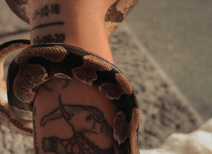 Male Ball python