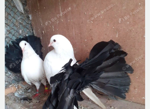 BLACK TAIL MARKED FANTAILS, PERMANENTLY ERECTED TAILS
