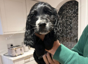 KC working cocker spaniel