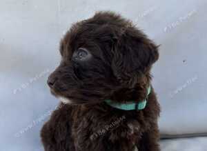 Exceptional F1 Chocolate Cockapoo Puppies