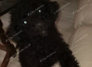 Black beautiful female puppy 14 weeks old