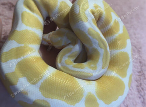 Python