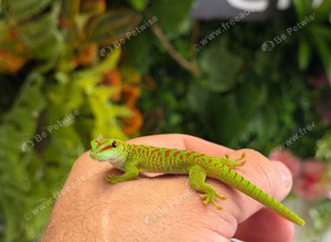 Madagascan Day Geckos