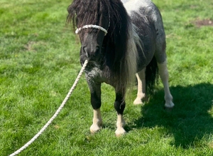Miniature Shetland riding gelding