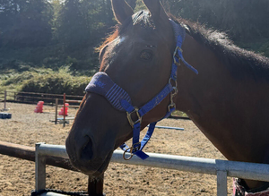 Champ - Ex racehorse seeks new home
