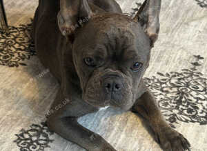 French puppies for sale