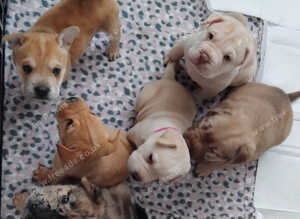 Frenchie-Pei pups