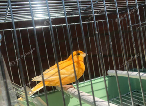 2 Red factor hens canaries