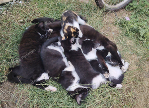 Lovely kitty