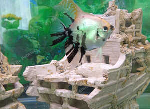 Large angelfish, 2 neons, I little sucker, 1 frog