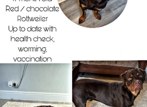 Red Rottweiler for stud