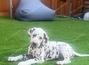 Ready now 2 chunky boys left