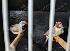 Hex grass finch pair