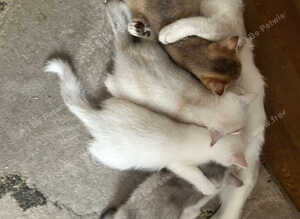 Beautiful kittens looking for Love