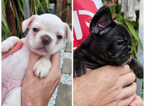 2 beautiful puppies available