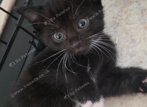 Beautiful Tuxedo Boy Kitten &ndash; Ready for His Forever Home