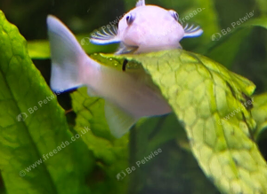 Snow White Bristlenose pleco babies short fin