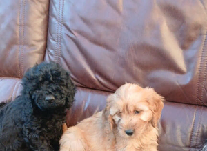 Gorgeous cavapoo puppies