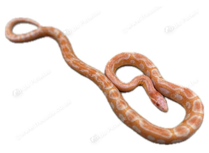 Various corn snakes