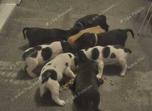 6 gorgeous puppy for sale 2 boys 4girls