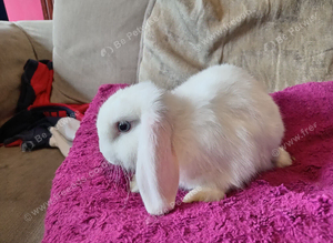 1 boy, 1 girl available 8wks.