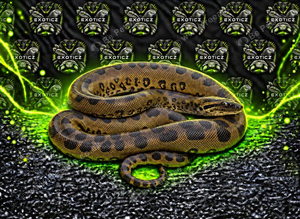 Anaconda Babies