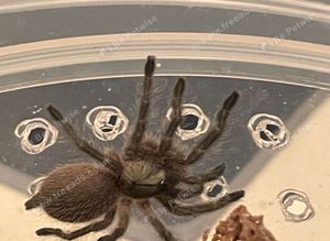 Balfouri blue baboon tarantula