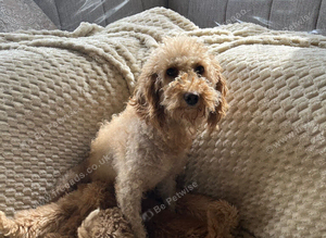 Poodle puppies
