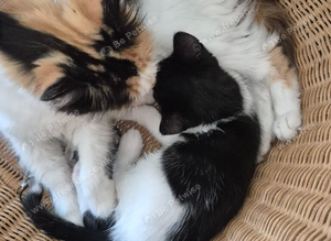 Kitens