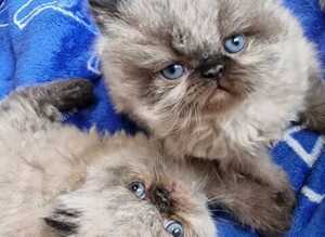 PURE PERSIAN KITTENS FOR SALE