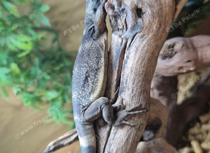 Chuckwalla at Birmingham Reptiles