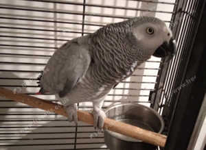 African Grey Talks & Friendly