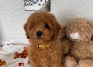 Cavapoochon puppies