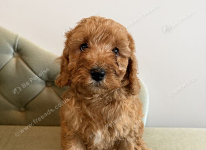 STUD..........READY IN FEBUARY, F1B Ruby red cavapoo