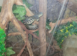 Coastal carpet python