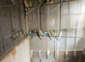 Budgies for sale. Young and adult budgies for sale