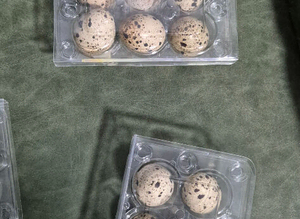 jumbo brown quails and button quails fertile eggs