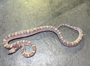 Granite diffused corn snake