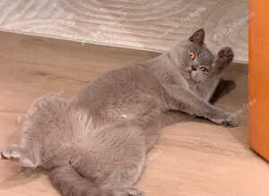 British shorthair ( blue )
