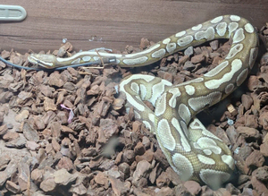 Caramel Ball Python